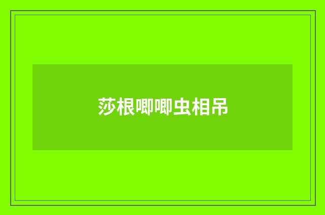 莎根唧唧虫相吊