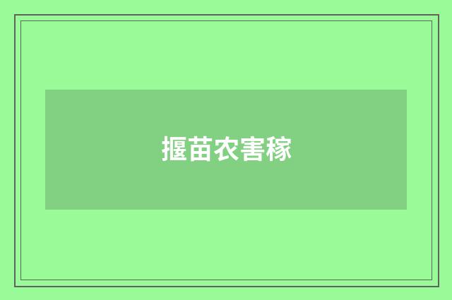 揠苗农害稼