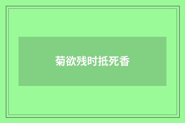 菊欲残时抵死香