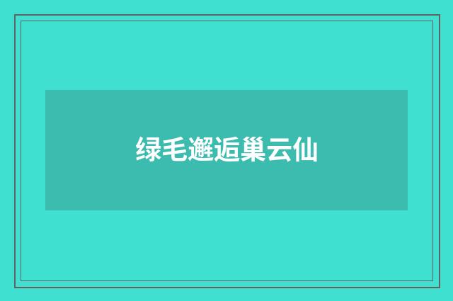 绿毛邂逅巢云仙