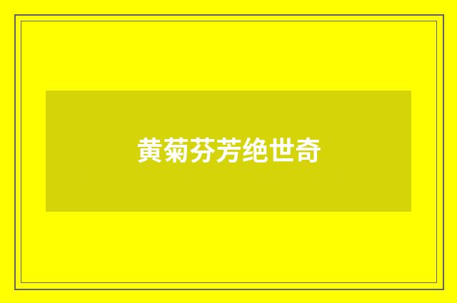 黄菊芬芳绝世奇