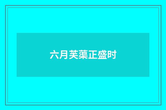 六月芙蕖正盛时