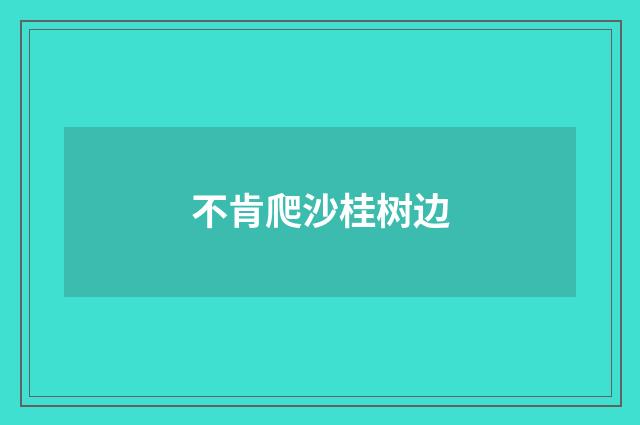 不肯爬沙桂树边