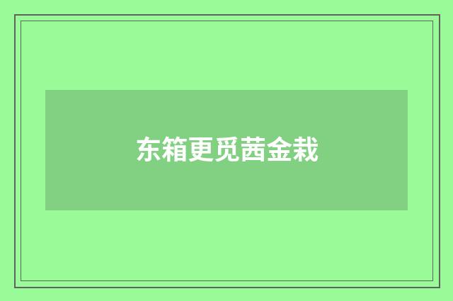 东箱更觅茜金栽