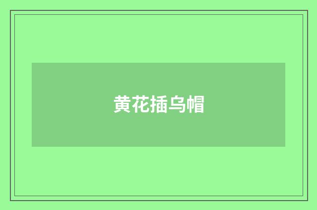 黄花插乌帽