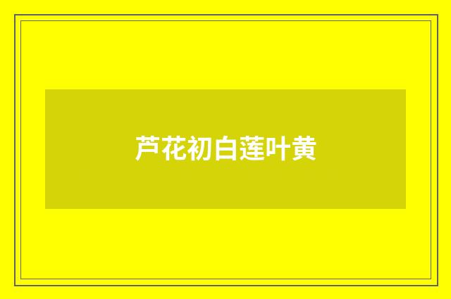 芦花初白莲叶黄