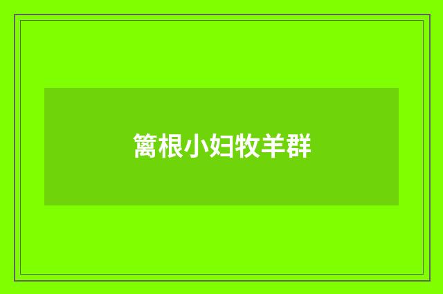 篱根小妇牧羊群