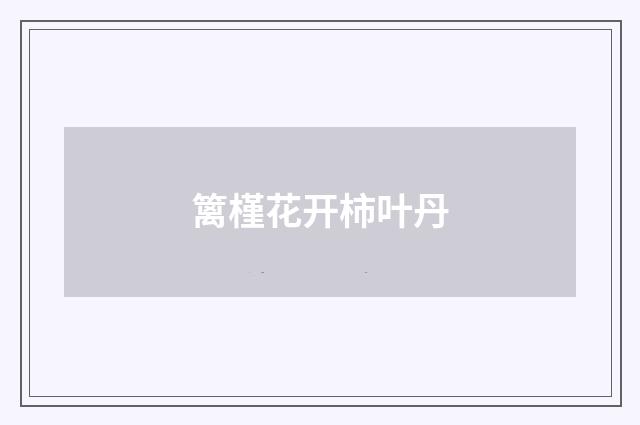 篱槿花开柿叶丹