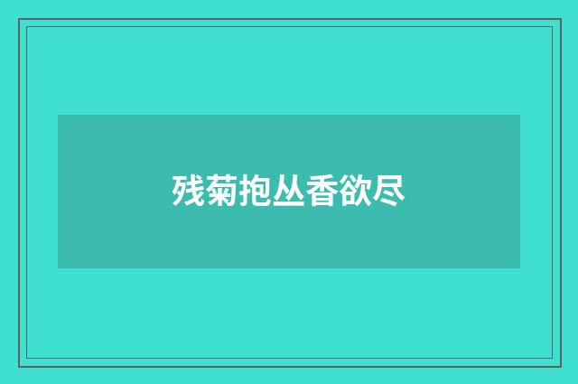 残菊抱丛香欲尽