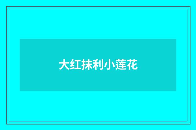 大红抹利小莲花