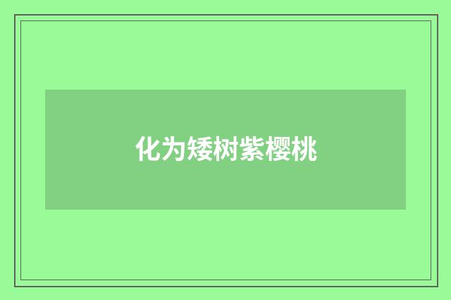 化为矮树紫樱桃