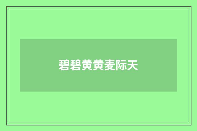 碧碧黄黄麦际天