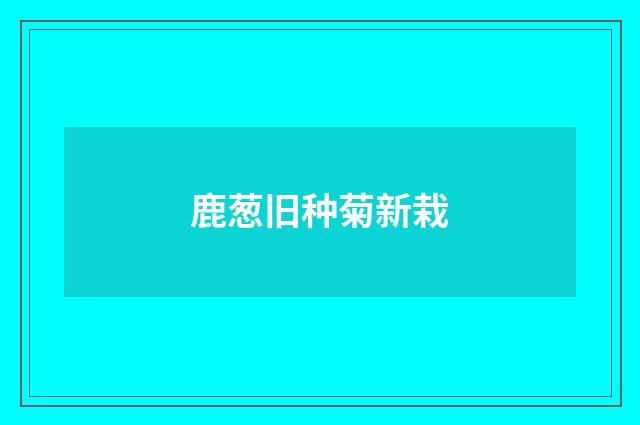 鹿葱旧种菊新栽