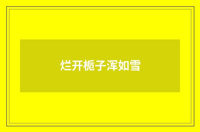 烂开栀子浑如雪