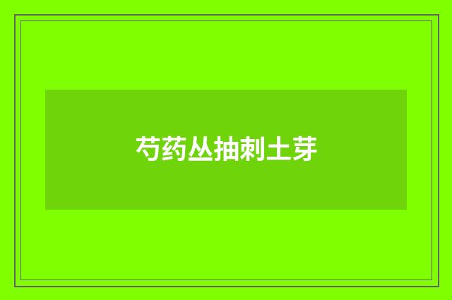 芍药丛抽刺土芽