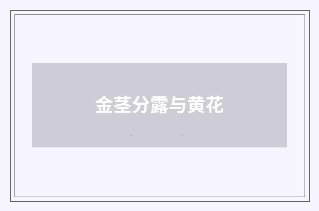 金茎分露与黄花