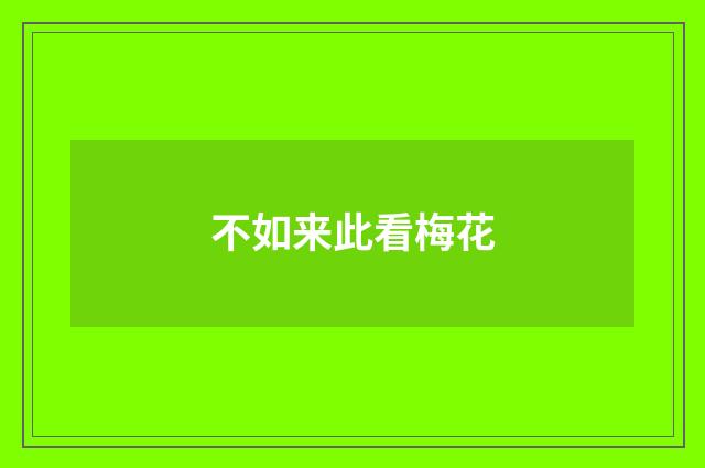 不如来此看梅花