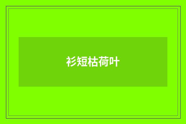 衫短枯荷叶