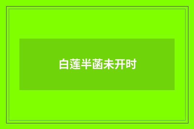 白莲半菡未开时