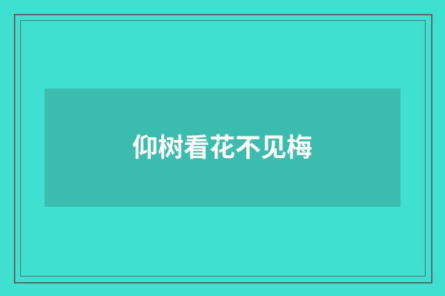 仰树看花不见梅