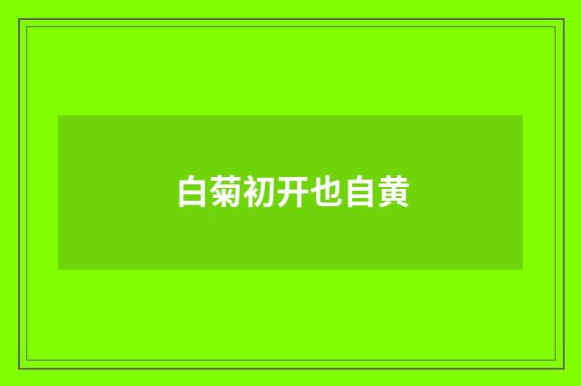 白菊初开也自黄
