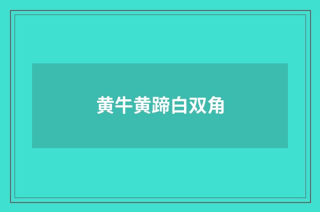 黄牛黄蹄白双角