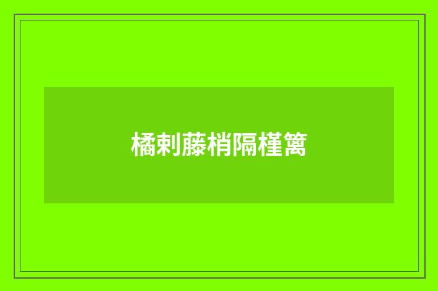 橘剌藤梢隔槿篱