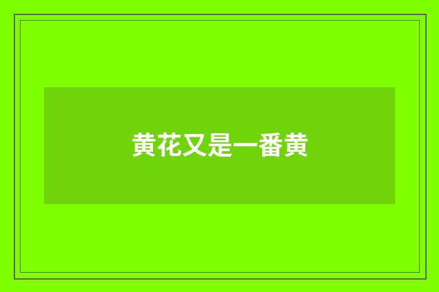 黄花又是一番黄