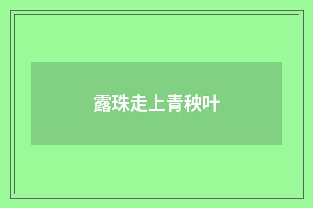 露珠走上青秧叶