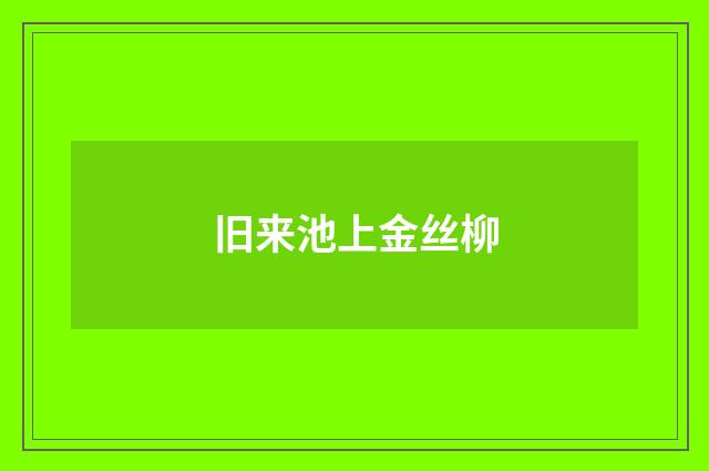 旧来池上金丝柳