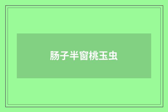 肠子半窗桃玉虫