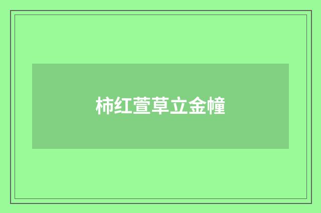柿红萱草立金幢