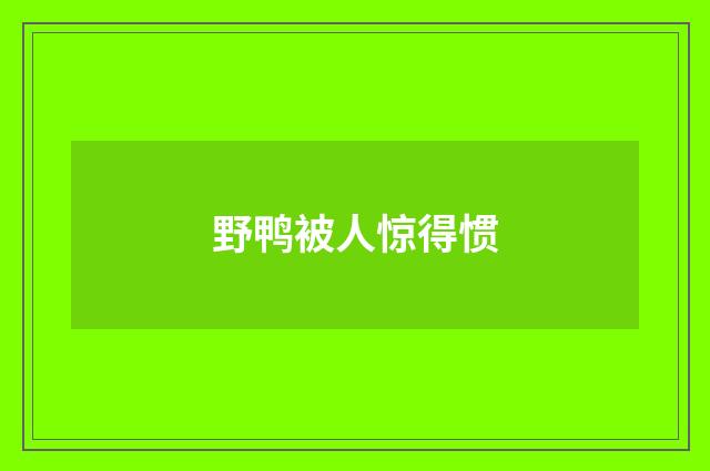 野鸭被人惊得惯