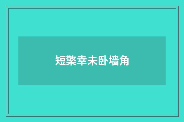 短檠幸未卧墙角