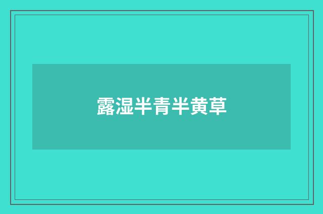 露湿半青半黄草