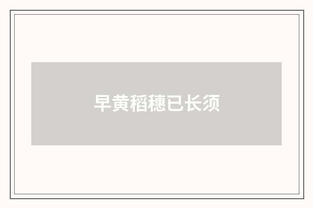 早黄稻穗已长须