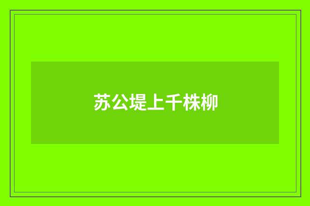 苏公堤上千株柳