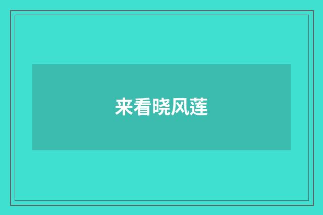 来看晓风莲