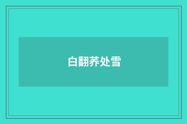 白翻荞处雪
