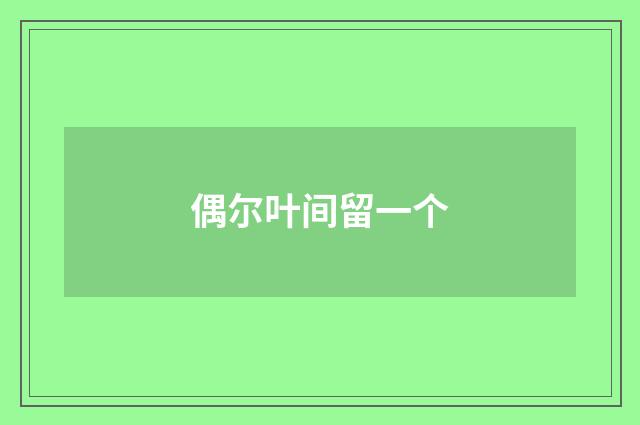 偶尔叶间留一个