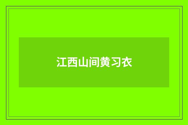 江西山间黄习衣