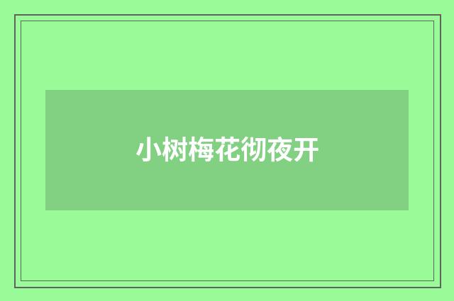 小树梅花彻夜开