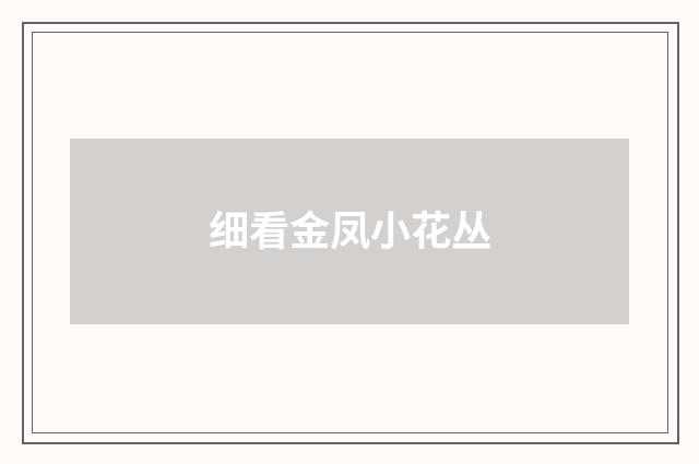 细看金凤小花丛