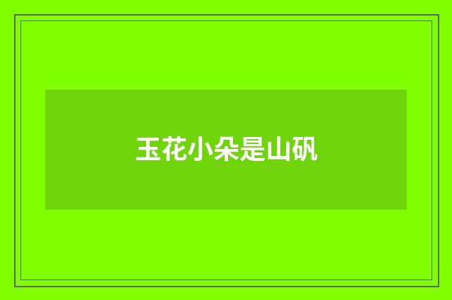 玉花小朵是山矾
