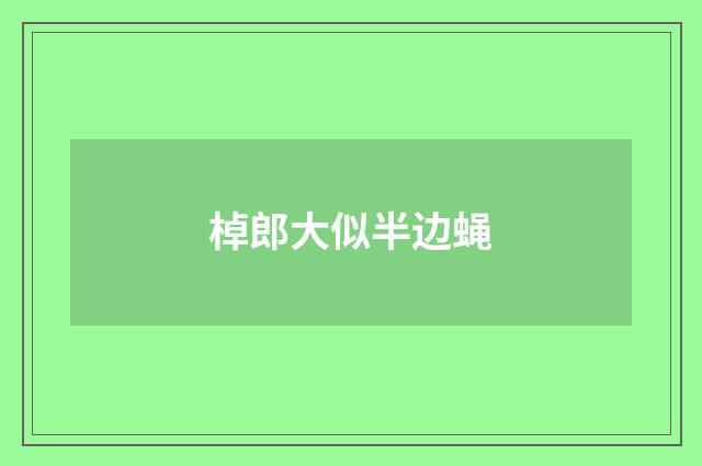 棹郎大似半边蝇