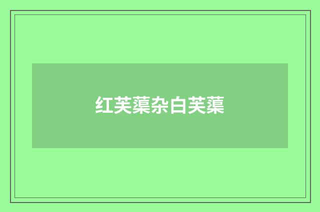 红芙蕖杂白芙蕖