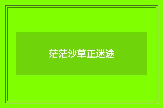 茫茫沙草正迷途