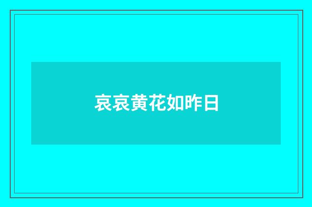 哀哀黄花如昨日