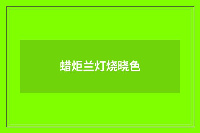 蜡炬兰灯烧晓色