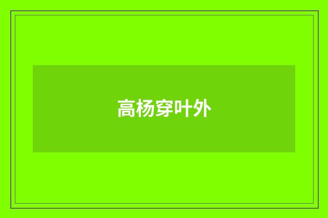 高杨穿叶外